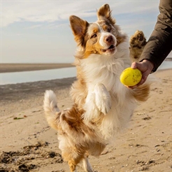 Ferplast Chewa Boing Rugbyboll För Hund Large Gul